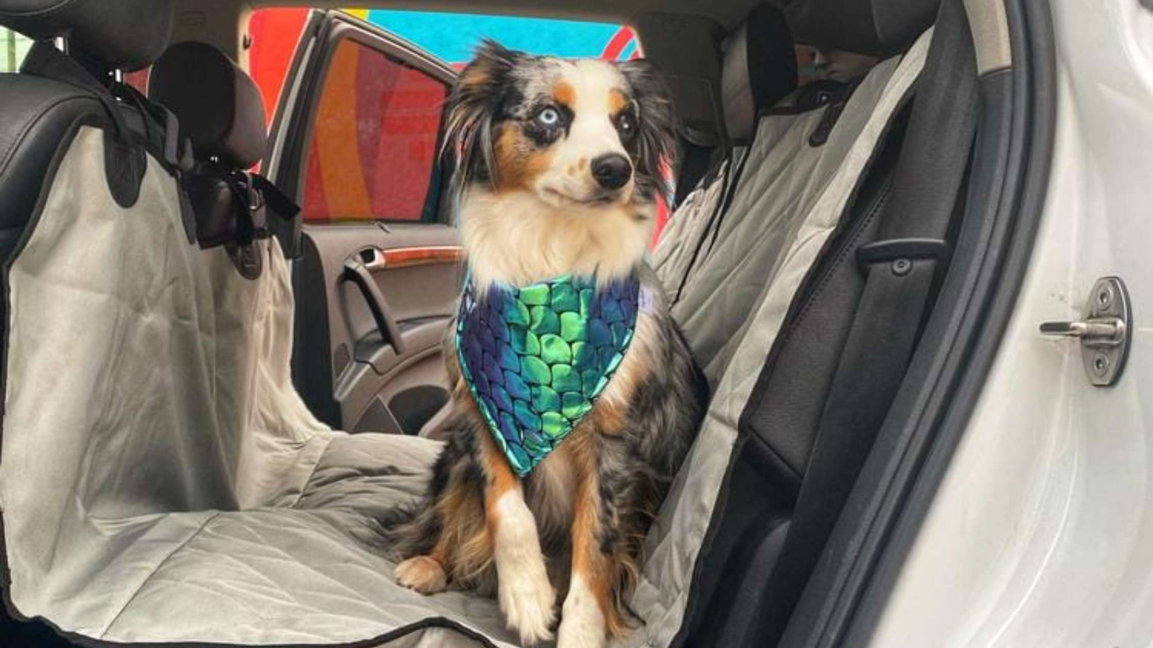 How to Install Dog Car Seat Cover: Easy Step-by-Step Guide